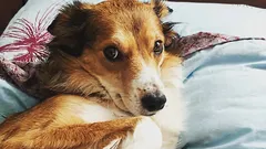 Wie Sie erkennen, ob Ihr Hund Ihnen nicht vertraut: drei Gewohnheiten, die Sie fälschlicherweise für Gehorsam halten