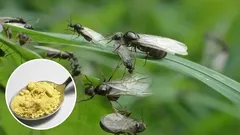 Die Ameisen fliehen mit ihrer Königin: Ich gehe mit billigem Pulver durch den Garten