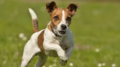 Jack Russell Terrier: der Teufel in Form eines Engels.