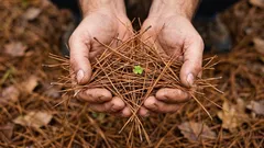 Ungewöhnliche Verwendungsmöglichkeiten für Kiefernnadeln im Garten
